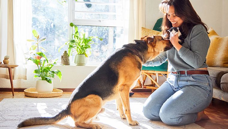 Dog and Cat Allergy Test